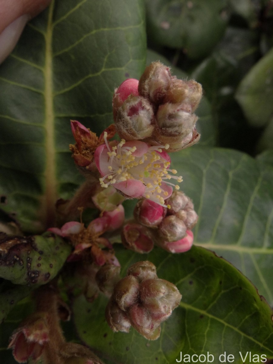 Symplocos cordifolia Thwaites